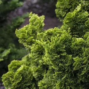 Chamaecyparis 'Nana Aurea'