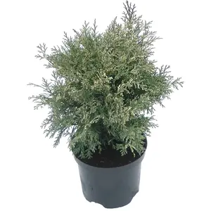 Chamaecyparis lawsoniana 'Pearly Swirls' 1L