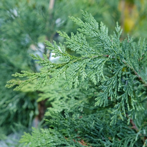 Chamaecyparis lawsoniana 'Pembury Blue' 3L