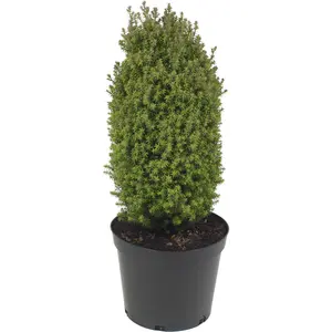 Chamaecyparis thyoides 'Rubicon' 3L