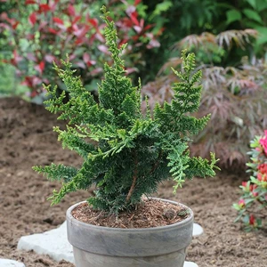 Chamaecyparis obtusa 'Teddy Bear'