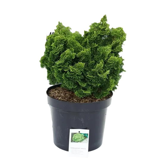 Chamaecyparis obtusa 'Yellow Tip'