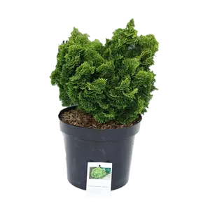 Chamaecyparis obtusa 'Yellow Tip'