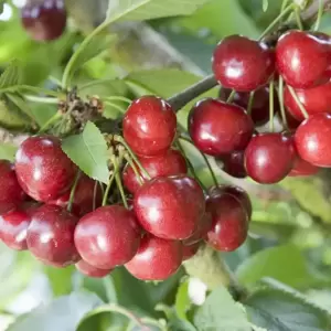 Cherry (Prunus) 'Celeste' Gisela 5 - Patio - image 1