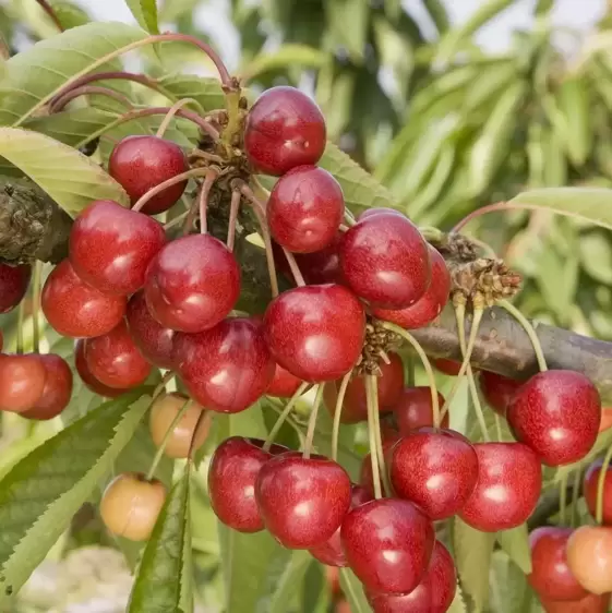 Cherry (Prunus) 'Sweetheart' Gisela 5 - Patio - image 2