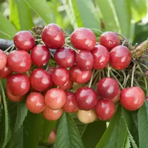 Cherry (Prunus) 'Sweetheart' Gisela 5 - Patio - image 1