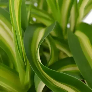 Chlorophytum comosum 'Bonnie' - Caribbean