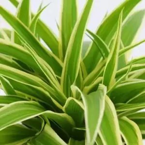 Chlorophytum 'Ocean'