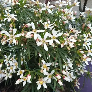 Picture - Minier Nurseries