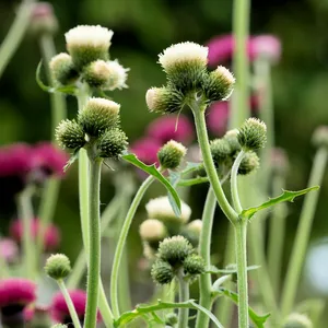 Picture Credit - Plants for Europe Ltd