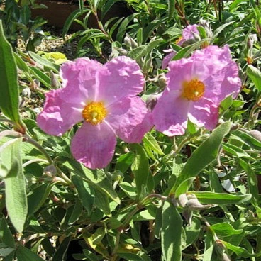 Cistus x bornetianus 'Jester' - image 2