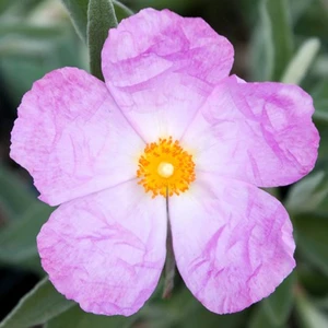 Cistus x bornetianus 'Jester' - image 1