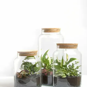 Classic Glass Terrarium - Small - image 2