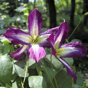 Clematis viticella 'Astra Nova'