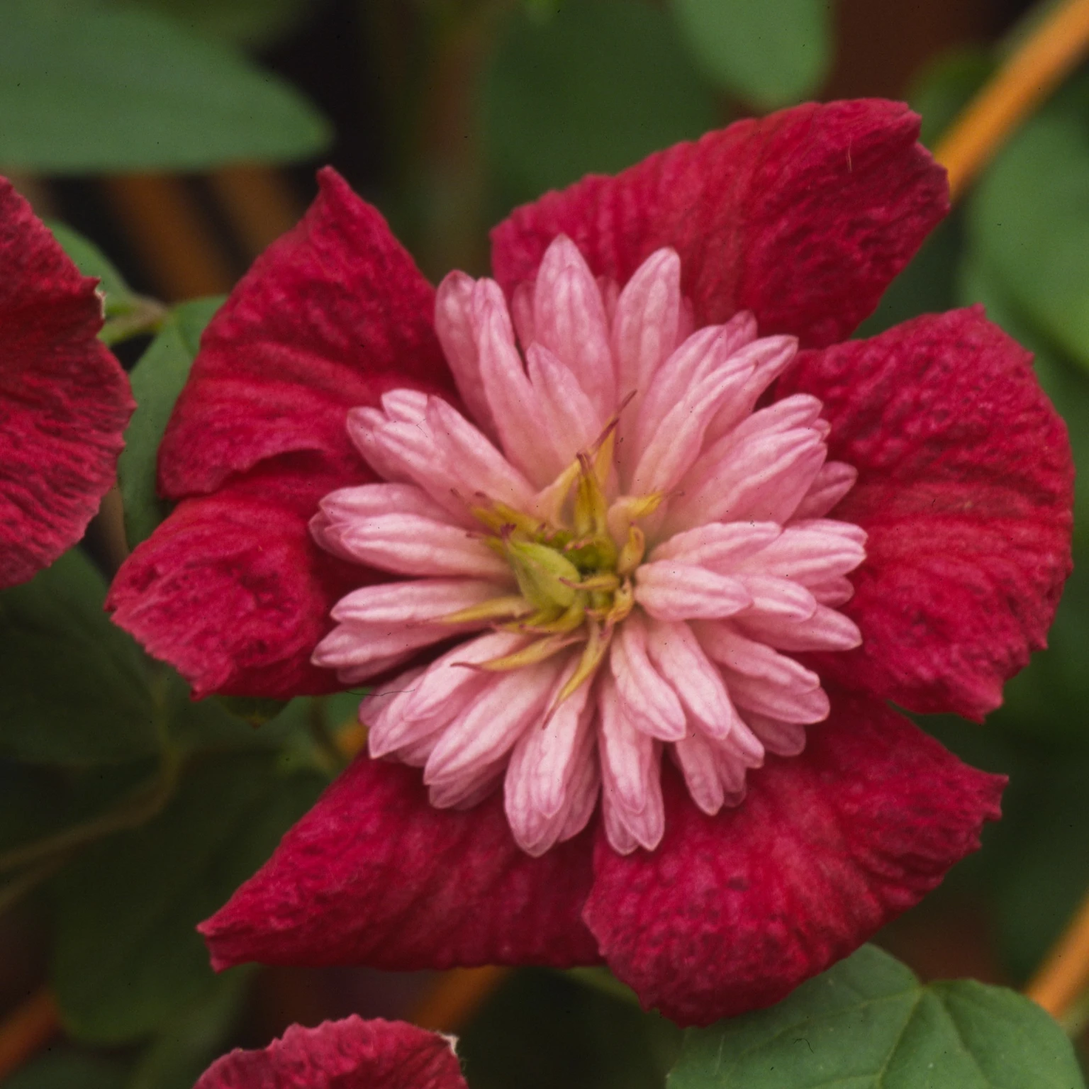 Clematis 'Avant Garde' - Cowell's Garden Centre | Woolsington