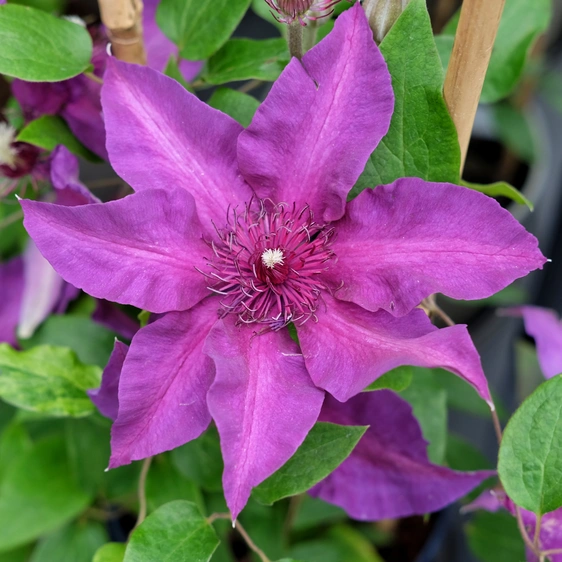 Clematis Boulevard Patio 'Fleuri'