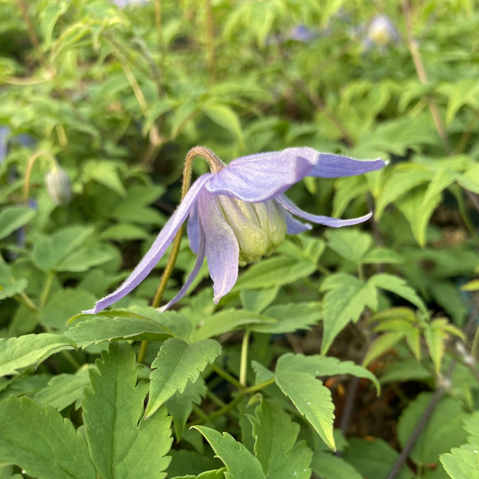 Clematis alpina 'Bredon Blue' - Cowell's Garden Centre | Woolsington