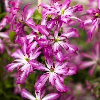 Clematis viticella 'Glorious Surprise'