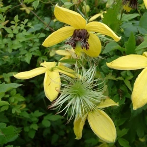 Clematis tangutica 'Golden Harvest' 16cm - image 1