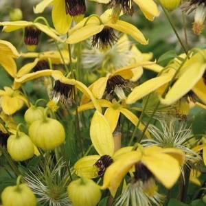 Clematis tangutica 'Golden Harvest' 16cm - image 2