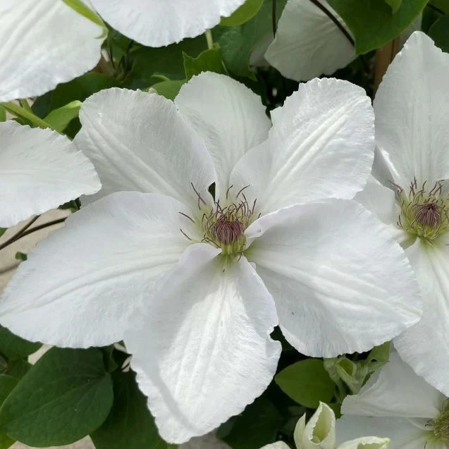 Clematis 'guernsey Flute' - Cowell's Garden Centre 