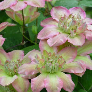 Image Credit - Stolwijk & Co