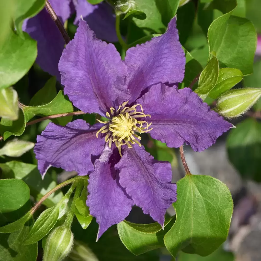 Clematis Tudor Patio 'Becca' - Cowell's Garden Centre | Woolsington