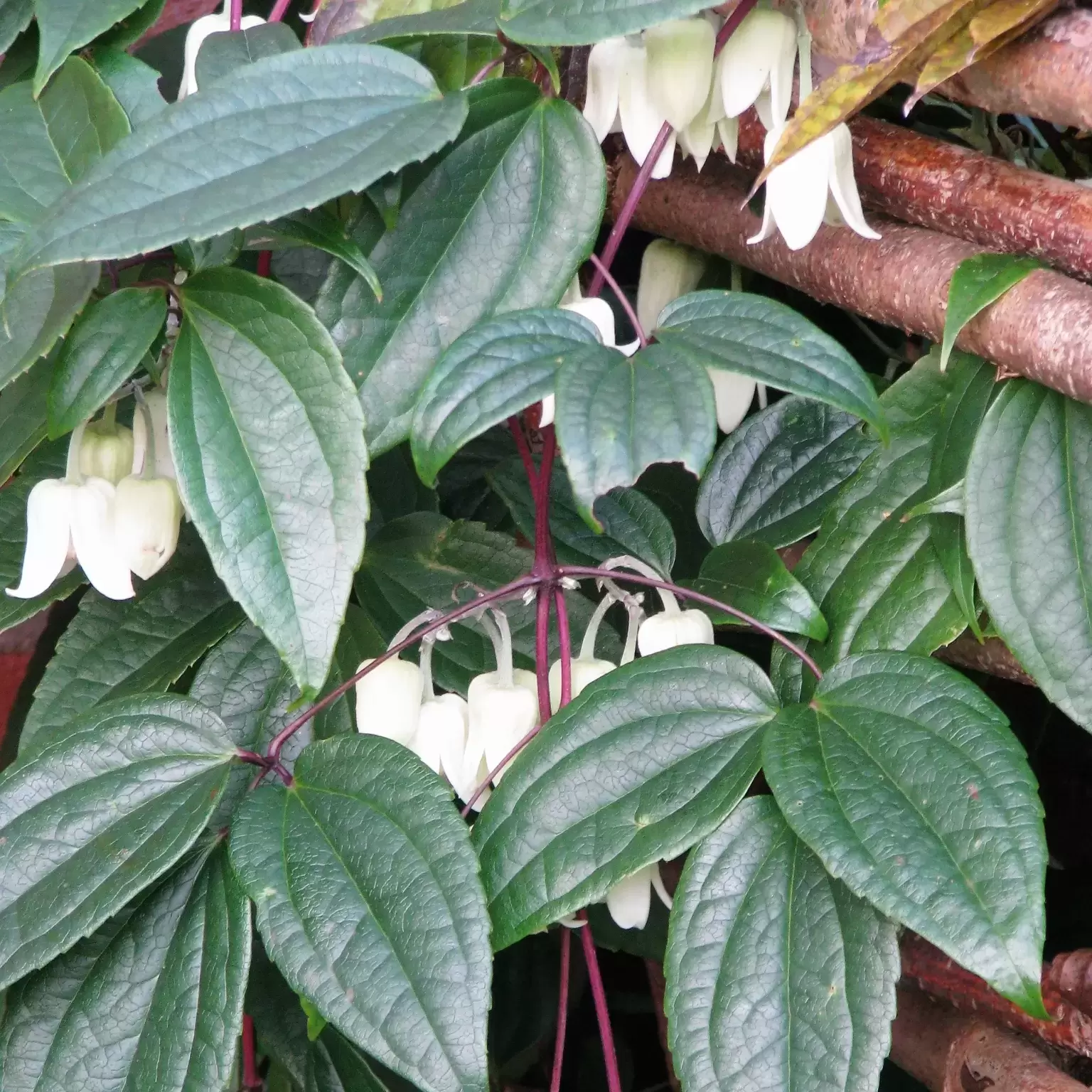 Clematis urophylla 'Winter Beauty' 3L - Cowell's Garden Centre ...