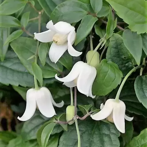 Clematis urophylla 'Winter Beauty' 2L - Cowell's Garden Centre ...