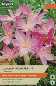 Colchium cilicium Purpureum