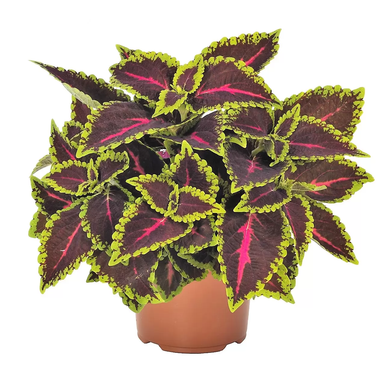 Coleus 'Main Street Alligator Alley' - Cowell's Garden Centre | Woolsington