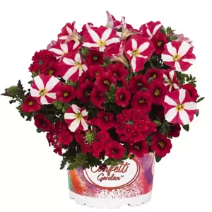 Confetti Garden™ Rockin´Red
