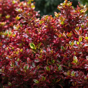 Coprosma 'Ignite'