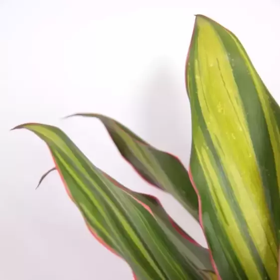 Cordyline fruticosa 'Kiwi' 19cm - image 3