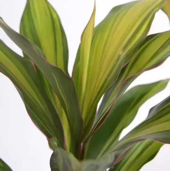 Cordyline fruticosa 'Kiwi' 19cm - image 1