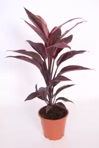 Cordyline fruticosa 'Mambo' - image 2