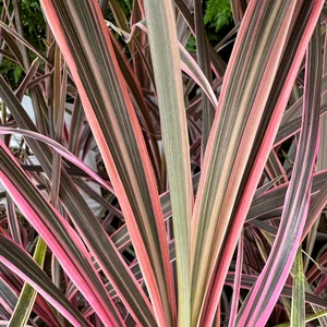 Cordyline australis 'Southern Splendour'