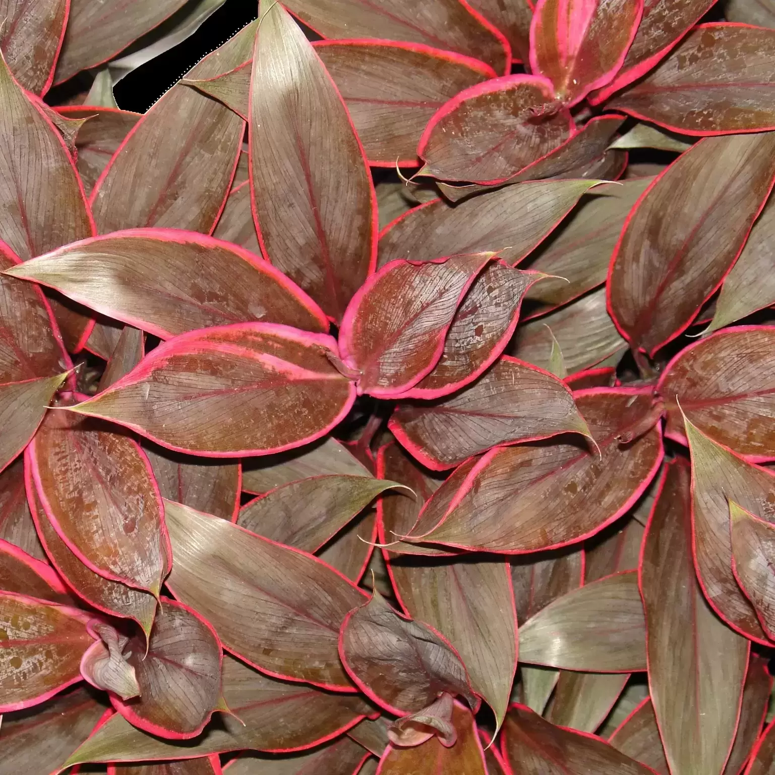 Cordyline fruticosa 'Tango' 12cm - Cowell's Garden Centre | Woolsington