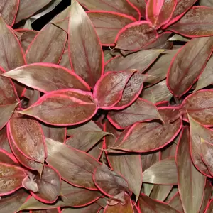 Cordyline fruticosa 'Tango' 12cm - image 1