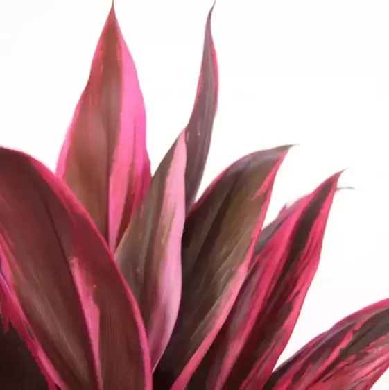 Cordyline fruticosa 'Tango' 19cm - image 1