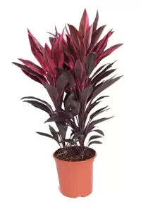 Cordyline fruticosa 'Tango' 19cm - image 2