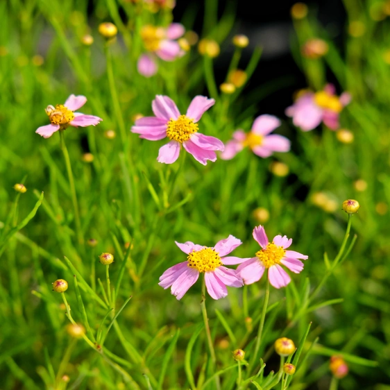 Coreopsis rosa 'American Dream'