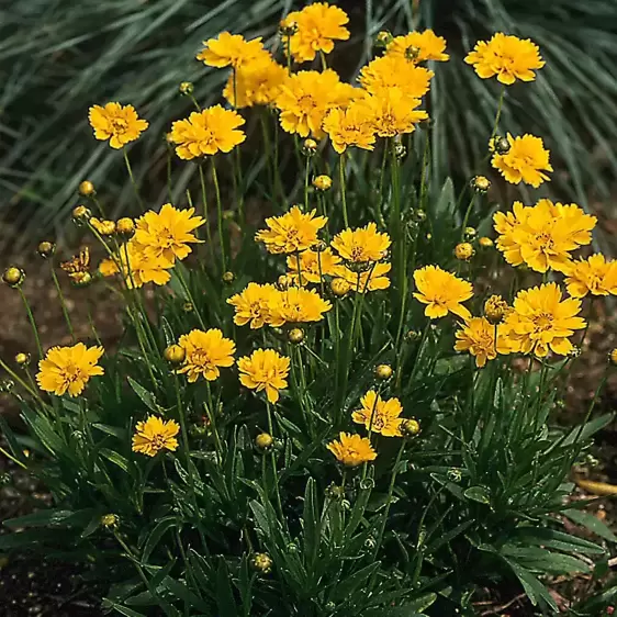 Coreopsis grandiflora 'Early Sunrise' 2L - image 1