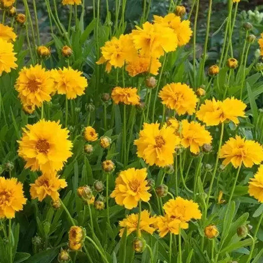 Coreopsis grandiflora 'Early Sunrise' 2L - image 2