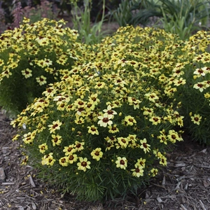 Coreopsis verticillata 'Sizzle & Spice Sassy Saffron'