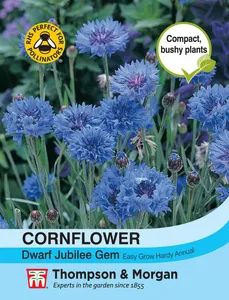 Cornflower Dwarf Jubilee Gem - image 1