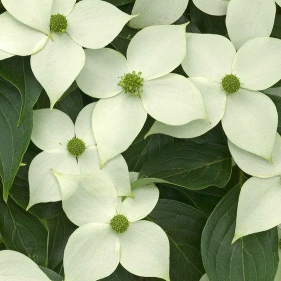 Cornus kousa 'China Girl' 10L