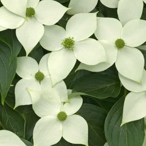 Cornus kousa 'China Girl' 4L