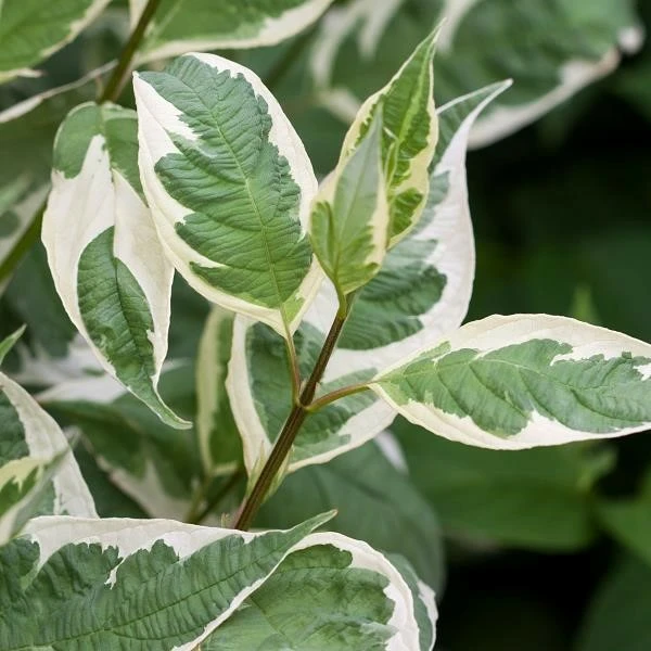 Cornus alba 'Elegantissima' 6.5L - Cowell's Garden Centre | Woolsington