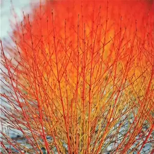 Cornus sanguinea 'Magic Flame / Winter Beauty'